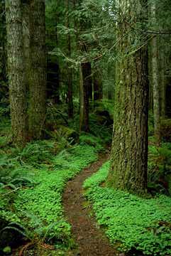 img219x.jpg (17755 bytes)